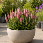 Veronika špicatá (Veronica spicata) ‘ROSA ZWERG’ kont. C1L